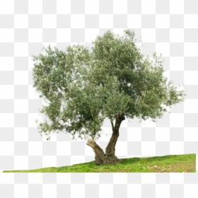 Olive Tree White Background, HD Png Download - olives png