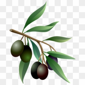 Olive Tree Branch Png, Transparent Png - olives png