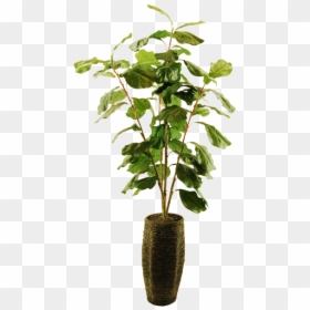 Fiddle-leaf Fig, HD Png Download - spanish moss png