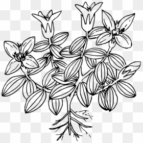 Moss Coloring Page, HD Png Download - spanish moss png