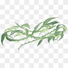 Large-flowered Evening Primrose, HD Png Download - weeping willow png
