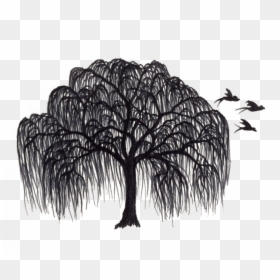 Willow Tree Clipart Black And White, HD Png Download - weeping willow png
