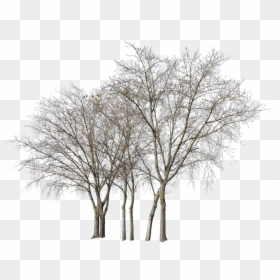 Group Of Trees In Winter, HD Png Download - deciduous tree png