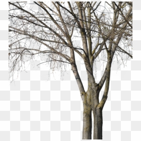 Wood, HD Png Download - deciduous tree png