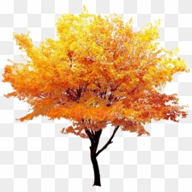 Fall Tree Transparent Background, HD Png Download - deciduous tree png