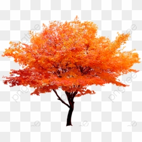 Transparent Autumn Tree Png, Png Download - deciduous tree png