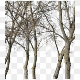 Deciduous Tree Png, Transparent Png - deciduous tree png