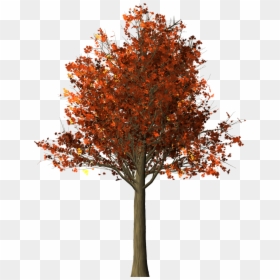 Real Fall Trees Png, Transparent Png - deciduous tree png