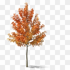 Fall Tree Png, Transparent Png - deciduous tree png