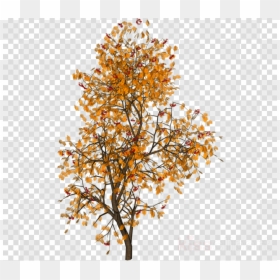 Hot And Cold No Background, HD Png Download - deciduous tree png