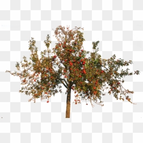 Apple Tree Autumn Png, Transparent Png - deciduous tree png