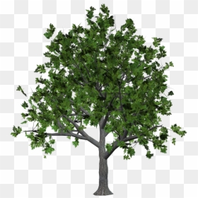 Trees Png Images, Transparent Png - trees png images