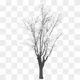 Winter Snow Tree Png, Transparent Png - trees png images