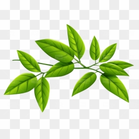 Clip Art, HD Png Download - green plant png