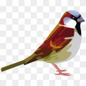 House Sparrow, HD Png Download - sparrow png