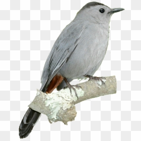 Blue Grey Gnatcatcher Png, Transparent Png - sparrow png