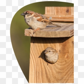 House Sparrow, HD Png Download - sparrow png