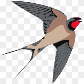 Bird Swallow Clipart, HD Png Download - sparrow png