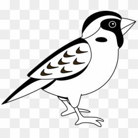 Sparrow Clipart Black And White, HD Png Download - sparrow png