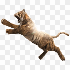 Tiger Png, Transparent Png - tiger.png