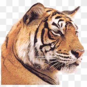 Indian Tiger, HD Png Download - tiger.png