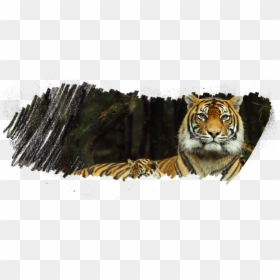 Taronga Zoo, HD Png Download - tiger.png