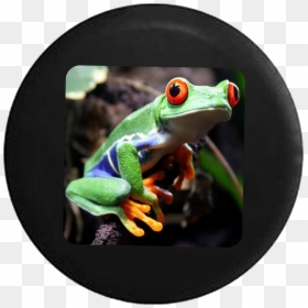 Bio Diversity And Peace, HD Png Download - tree frog png