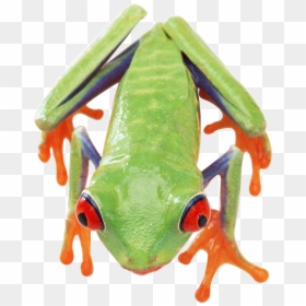 Frog Top Png, Transparent Png - tree frog png