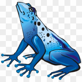 Dart Frog Clip Art, HD Png Download - tree frog png