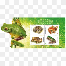 Frogs Stamps Australia, HD Png Download - tree frog png