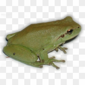 Rainette Png, Transparent Png - tree frog png