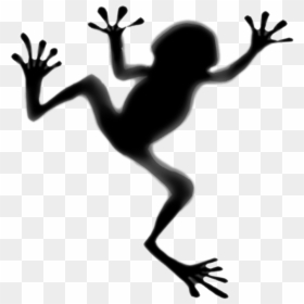 Shadow Of A Frog, HD Png Download - tree frog png