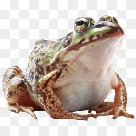Жаба Пнг, HD Png Download - tree frog png