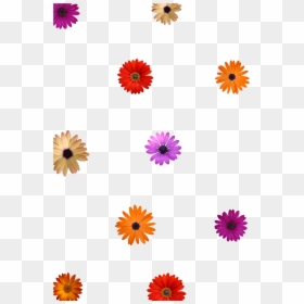 Flowers No Background Overlay, HD Png Download - overlays tumblr png