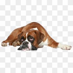 Boxer Dog Get Well, HD Png Download - boxer dog png