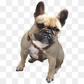 Transparent Logo Dog Png, Png Download - boxer dog png