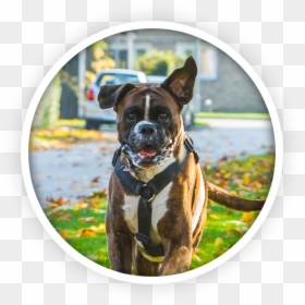 Boxer, HD Png Download - boxer dog png