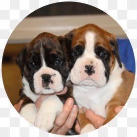 Boxer, HD Png Download - boxer dog png