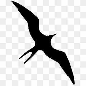 Frigate Bird Clip Art, HD Png Download - bird outline png