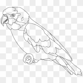 Parrot Outline, HD Png Download - bird outline png