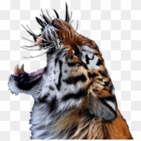 Photography Of Wild Animals, HD Png Download - roaring tiger png
