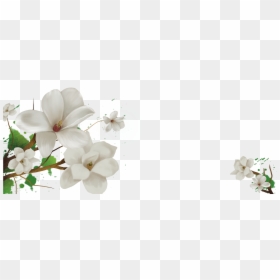 Transparent Background Jasmine Flower Png, Png Download - jasmine flower png