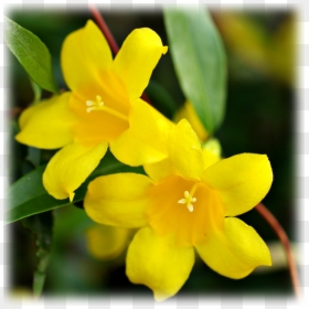 Yellow Jessamine, HD Png Download - jasmine flower png