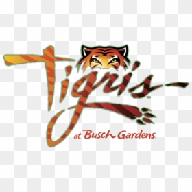 Tigris Roller Coaster Busch Gardens, HD Png Download - roaring tiger png