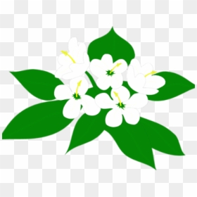 Sampaguita Clipart, HD Png Download - jasmine flower png