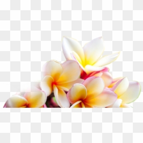 Free Background Plumeria, HD Png Download - jasmine flower png