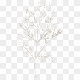 Drawing, HD Png Download - jasmine flower png
