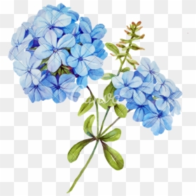 Watercolor Blue Hydrangea Png, Transparent Png - jasmine flower png