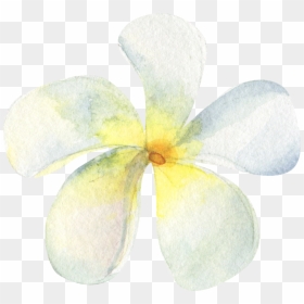 Jasmine Flower Png, Transparent Png - jasmine flower png