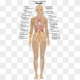 Human Body Without Labels, HD Png Download - human shadow png